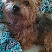 Jasper joined the competition — help win amazing prizes! dog, pet, close_up, fluffy_fur, small_dog, bed, blanket, patterned_blanket, indoor, resting, cute, animal, fur, paw, canine, domestic_animal, sleeping_area, texture, cozy, companion