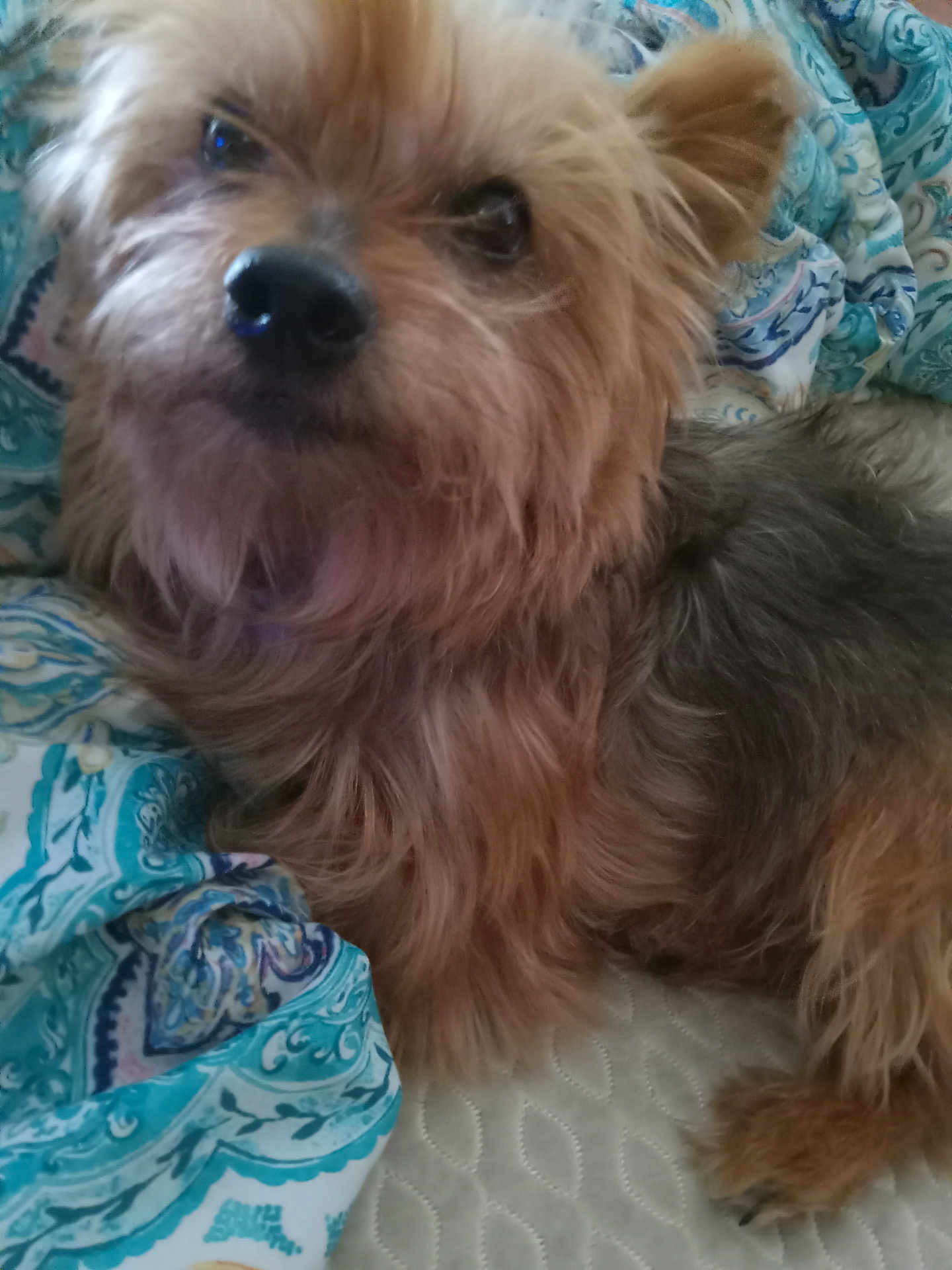 Jasper joined the competition — help win amazing prizes! dog, pet, close_up, fluffy_fur, small_dog, bed, blanket, patterned_blanket, indoor, resting, cute, animal, fur, paw, canine, domestic_animal, sleeping_area, texture, cozy, companion