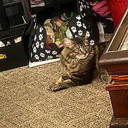 Princess joined the competition — help win amazing prizes! animal, basket, blanket, brown, carpet, cat, cozy, curious, fluffy, furniture, home, indoor, paw_prints, pet, pet_carrier, plush_toys, relaxed, tabby, toy, yellow_eyes