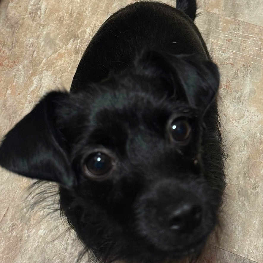 Salior joined the competition — help win amazing prizes! adorable, animal, black_dog, canine, close_up, companion, curious, cute, dog, ears, eyes, floor, fur, indoor, looking_up, pet, portrait, small_dog, tail, waiting