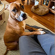 Hope is registered to the contest to win money with this photo: dog, brown_dog, indoor, person, lap, wooden_floor, chair, yellow_chair, dog_bed, christmas_tree, carpet, furniture, cozy, pet, looking_up, paws, living_room, decor, relaxed, animal