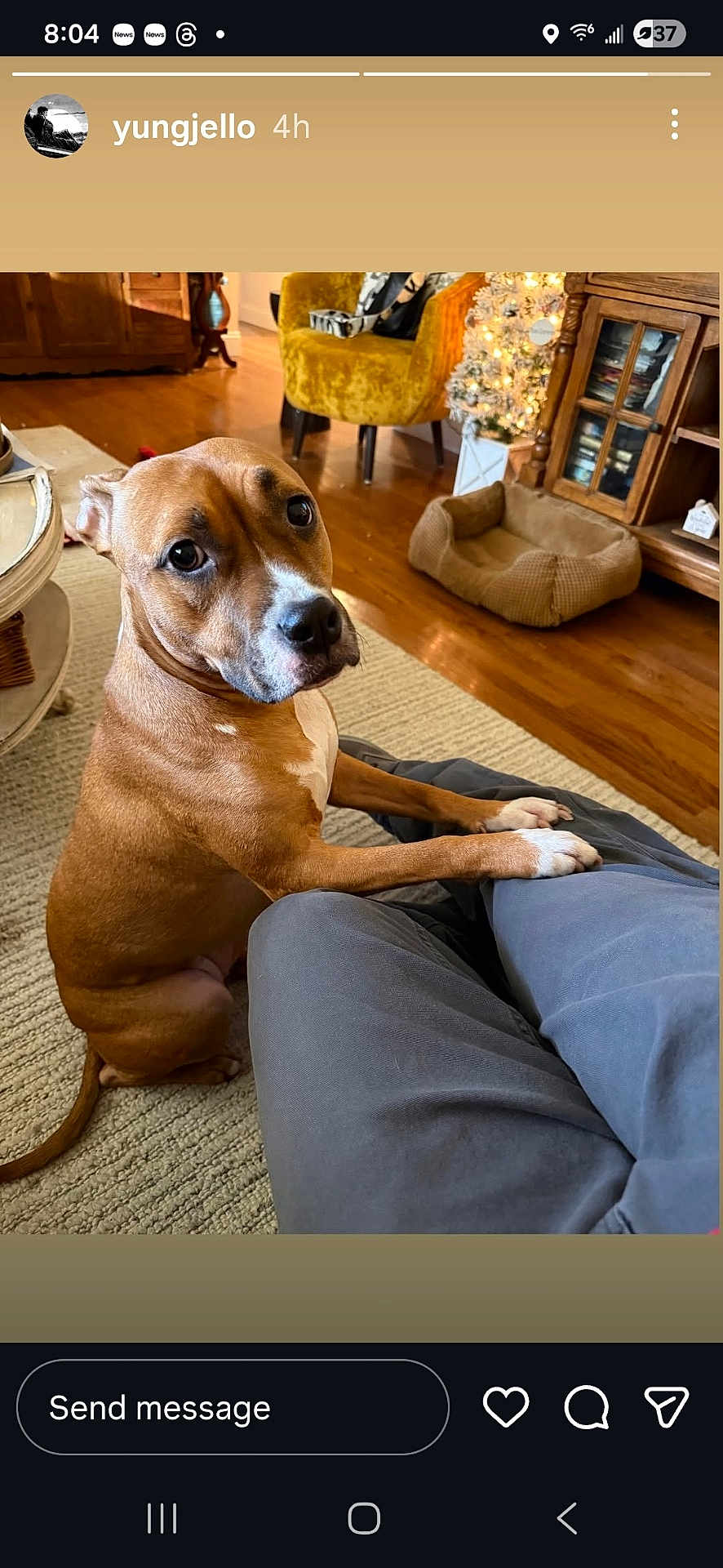 Hope is registered to the contest to win money with this photo: dog, brown_dog, indoor, person, lap, wooden_floor, chair, yellow_chair, dog_bed, christmas_tree, carpet, furniture, cozy, pet, looking_up, paws, living_room, decor, relaxed, animal