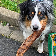 Gambiasio a rejoint le concours — aidez-le/la à gagner de superbes lots ! dog, canine, pet, stick, outdoor, sidewalk, grass, black_and_white, brown, fur, collar, closeup, animal, muzzle, paw, nature, playful, adorable, looking_at_camera, daytime