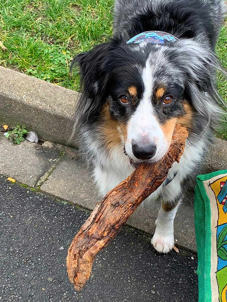 Gambiasio a rejoint le concours — aidez-le/la à gagner de superbes lots ! dog, canine, pet, stick, outdoor, sidewalk, grass, black_and_white, brown, fur, collar, closeup, animal, muzzle, paw, nature, playful, adorable, looking_at_camera, daytime