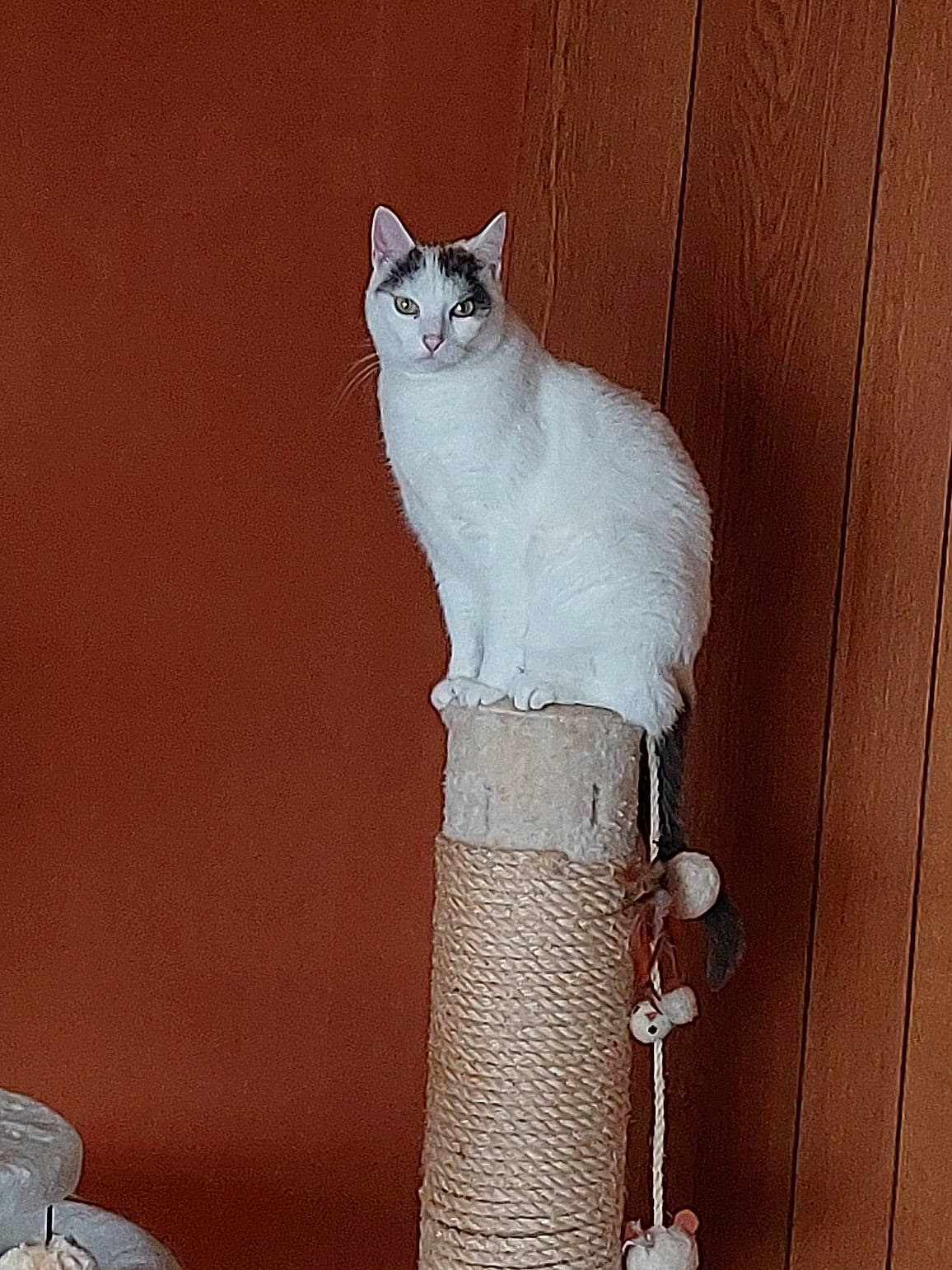 Dora participe au concours pour gagner de l'argent avec cette photo : art, carnivore, cat, cat_supply, domestic_short_haired_cat, door, felidae, flooring, fur, hardwood, plaster, serveware, shelf, small_to_medium_sized_cats, stairs, tableware, tail, whiskers, window, wood