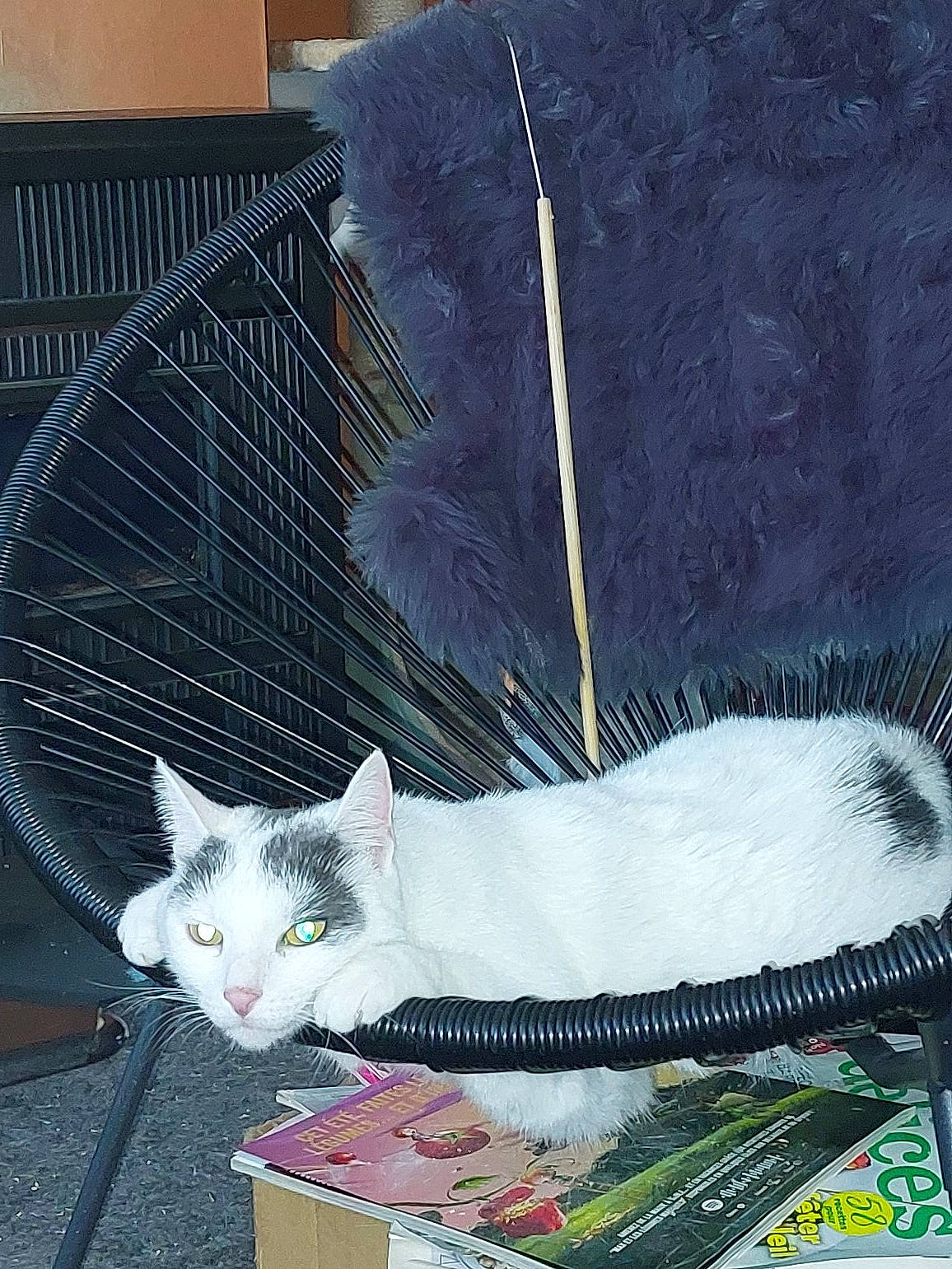 Dora participe au concours pour gagner de l'argent avec cette photo : animal_shelter, art, carnivore, cat, creative_arts, domestic_short_haired_cat, feather, felidae, fur, mesh, natural_material, pattern, small_to_medium_sized_cats, tail, umbrella, visual_arts, whiskers