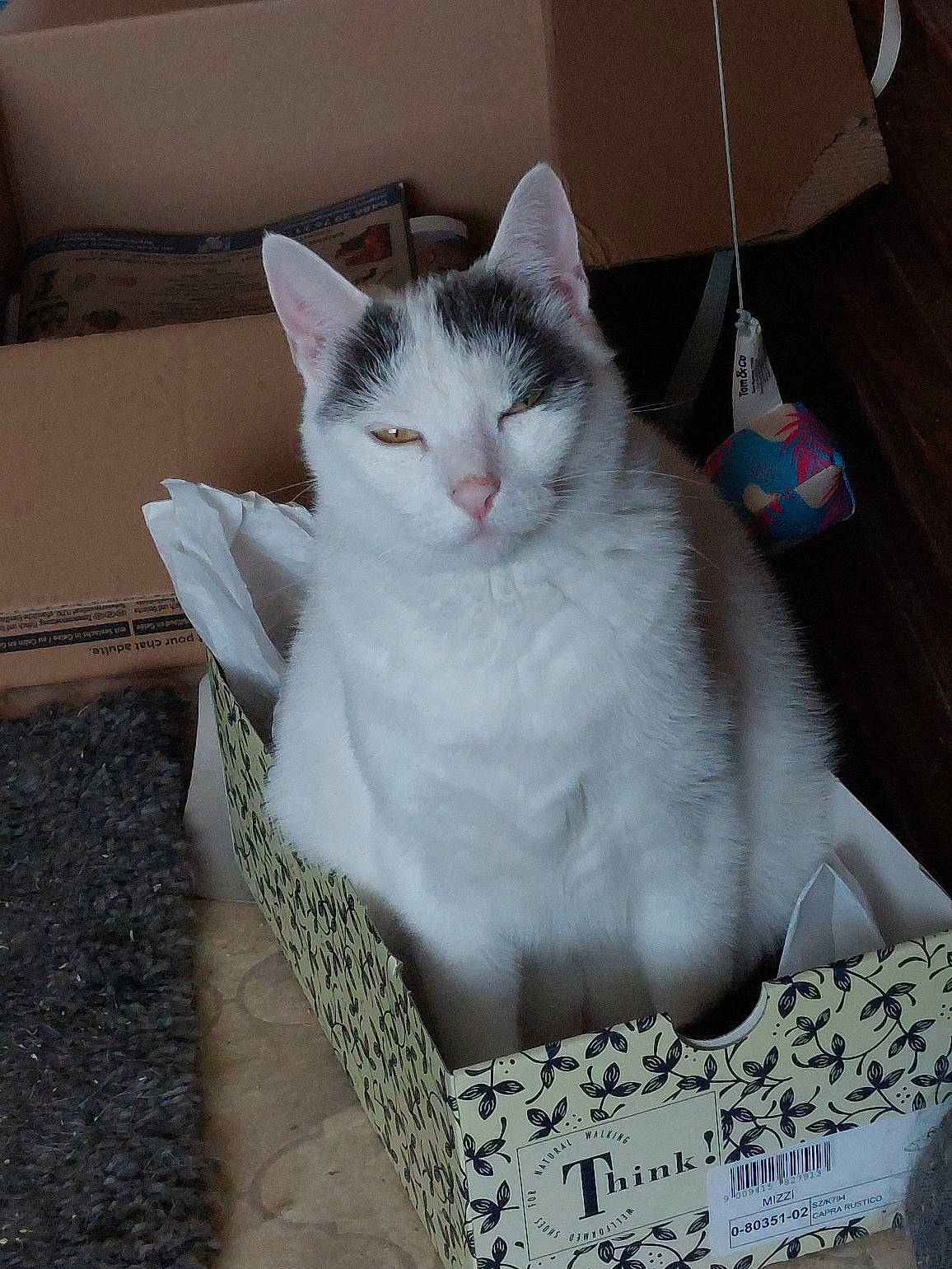 Dora participe au concours pour gagner de l'argent avec cette photo : box, carnivore, cat, cat_supply, comfort, domestic_short_haired_cat, felidae, fur, grey, nap, paw, sitting, small_to_medium_sized_cats, snout, tail, whiskers