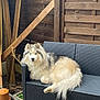 Saï-Kung participe au concours pour gagner de l'argent avec cette photo : dog, husky, blue_eyes, fluffy, outdoor, couch, black_furniture, wooden_wall, pet, canine, relaxed, sitting, fence, garden, plant_pot, fur, animal, domestic_animal, resting, porch