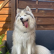 Saï-Kung participe au concours pour gagner de l'argent avec cette photo : dog, fluffy, outdoor, bench, wooden_fence, tongue_out, happy, pet, canine, sitting, sunlight, fur, tail, nature, leaves, garden, animal, portrait, daytime, cute