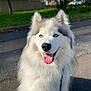 dog, husky, blue_eyes, fluffy, tongue_out, pet, canine, outdoor, sunny, smiling, fur, leash, sidewalk, greenery, portrait, animal, friendly, happy, nature, domestic_animal