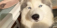 Saï-Kung a rejoint le concours — aidez-le/la à gagner de superbes lots ! animal, blue_eyes, chair, close_up, cup, dog, domestic, fur, furniture, glass_table, indoor, looking_at_camera, person, pet, plate, portrait, shadow, siberian_husky, sunlight, table