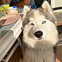 Saï-Kung a rejoint le concours — aidez-le/la à gagner de superbes lots ! dog, siberian_husky, blue_eyes, pet, animal, fur, indoor, table, plate, cup, person, chair, glass_table, portrait, close_up, sunlight, shadow, looking_at_camera, domestic, furniture