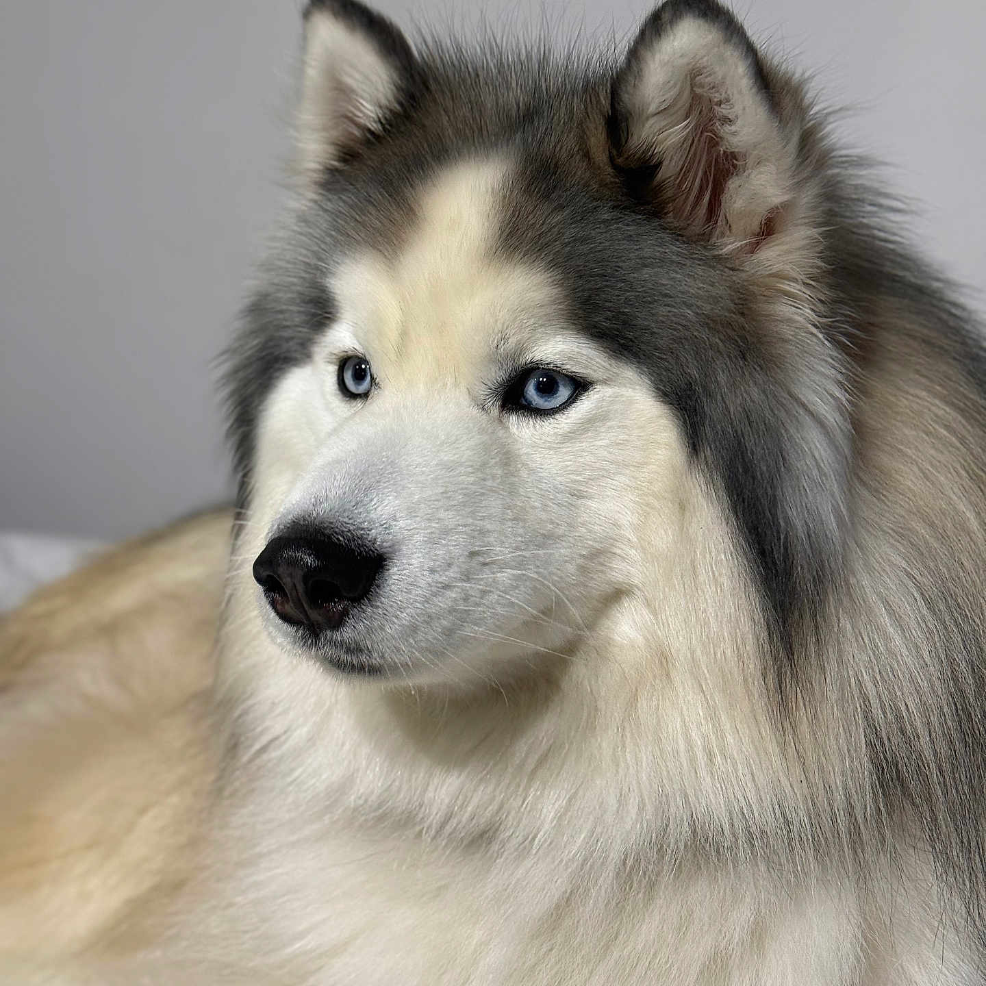 Saï-Kung a rejoint le concours — aidez-le/la à gagner de superbes lots ! animal, blue_eyes, canine, close_up, cute, dog, domestic_animal, ears, face, fluffy, fur, furry, indoors, looking_away, mammal, nose, pet, portrait, siberian_husky, whiskers