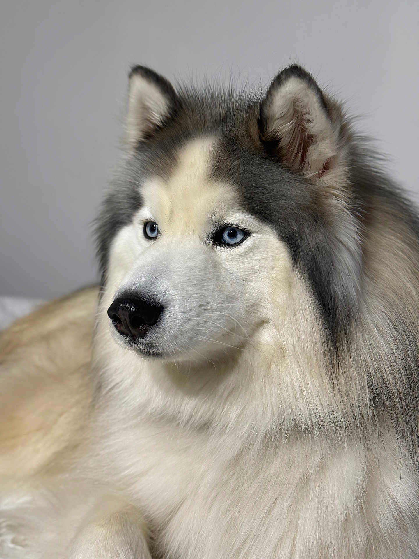 Saï-Kung a rejoint le concours — aidez-le/la à gagner de superbes lots ! dog, siberian_husky, pet, animal, fur, blue_eyes, portrait, close_up, fluffy, canine, mammal, indoors, cute, face, ears, nose, whiskers, furry, domestic_animal, looking_away