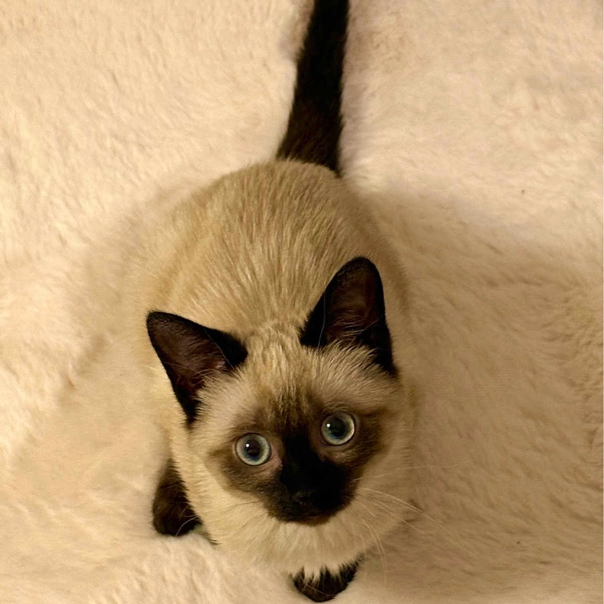 Yumi participe au concours pour gagner de l'argent avec cette photo : animal, cat, closeup, cozy, cute, ears, eyes, fluffy, fur, indoor, kitten, looking_up, mammal, pet, portrait, siamese, soft, tail, whiskers, young