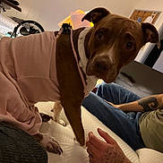 Clementine is registered to the contest to win money with this photo: dog, pet, indoor, bed, pink_clothing, person, tattoo, arm, fan, furniture, calender, wall, curious, brown_dog, white_paw, casual, seated, human_hand, room, looking