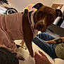 dog, pet, indoor, bed, pink_clothing, person, tattoo, arm, fan, furniture, calender, wall, curious, brown_dog, white_paw, casual, seated, human_hand, room, looking