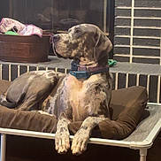 Zeus is registered to the contest to win money with this photo: animal, brick_wall, brown, canine, collar, companion, dog, domestic_animal, fireplace, furniture, great_dane, household, indoor, large_dog, pet_bed, relaxation, resting, side_view, tan, wood_floor