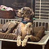 animal, brick_wall, brown, canine, collar, companion, dog, domestic_animal, fireplace, furniture, great_dane, household, indoor, large_dog, pet_bed, relaxation, resting, side_view, tan, wood_floor