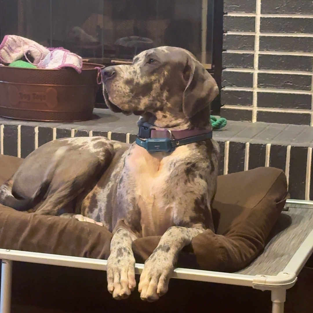 Zeus