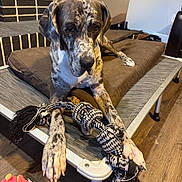 Zeus is registered to the contest to win money with this photo: animal, bed, black_and_white, brick_wall, brown, canine, closeup, dog, domestic, furniture, indoor, lying_down, paws, pet, playful, relaxed, resting, rope_toy, toy, wooden_floor