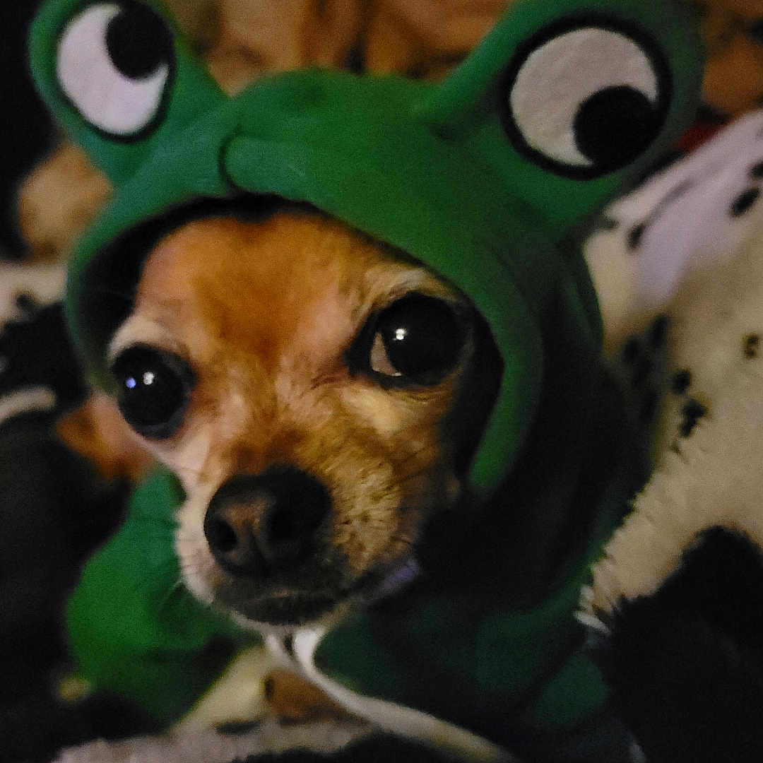 Paco joined the competition — help win amazing prizes! animal, beagle, blanket, canine, chihuahua, clothing, cockerspaniel, dog, face, head, hound, papillon, person, pet, photography, portrait, pug, puppy, terrier, toy