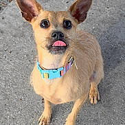 Pikis is registered to the contest to win money with this photo: adorable, animal, blue_collar, brown_fur, close_up, collar, concrete, curious, cute, daylight, dog, ears, fur, looking_up, outdoor, paw, pet, small_dog, standing, tongue_out