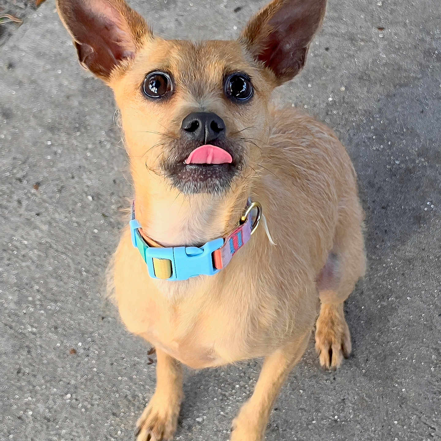 Pikis is registered to the contest to win money with this photo: adorable, animal, blue_collar, brown_fur, close_up, collar, concrete, curious, cute, daylight, dog, ears, fur, looking_up, outdoor, paw, pet, small_dog, standing, tongue_out