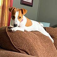 Rory is registered to the contest to win money with this photo: animal, brown_and_white, canine, collar, couch, cozy, curtains, cute, dog, domestic, furniture, home, indoor, living_room, looking, painting, pet, portrait, relaxed, resting