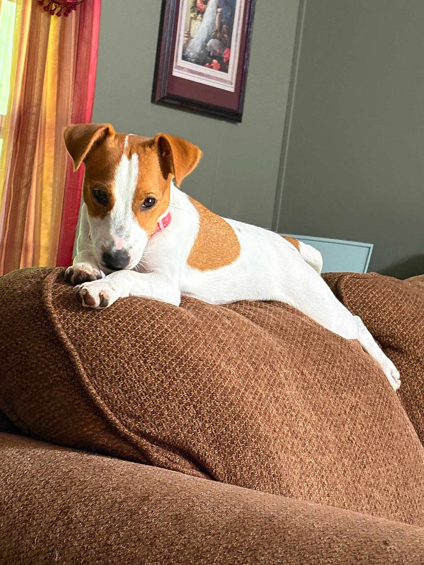 Rory is registered to the contest to win money with this photo: animal, brown_and_white, canine, collar, couch, cozy, curtains, cute, dog, domestic, furniture, home, indoor, living_room, looking, painting, pet, portrait, relaxed, resting