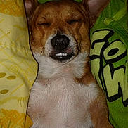 Wilber Langley joined the competition — help win amazing prizes! animal, blanket, brown, closeup, cozy, cute, dog, ears, fabric, fur, indoors, nostrils, pet, relaxed, resting, sleeping, snout, teeth, whiskers, white_fur