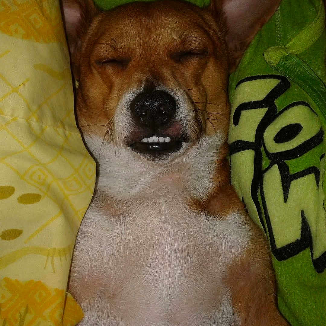 Wilber Langley joined the competition — help win amazing prizes! animal, blanket, brown, closeup, cozy, cute, dog, ears, fabric, fur, indoors, nostrils, pet, relaxed, resting, sleeping, snout, teeth, whiskers, white_fur