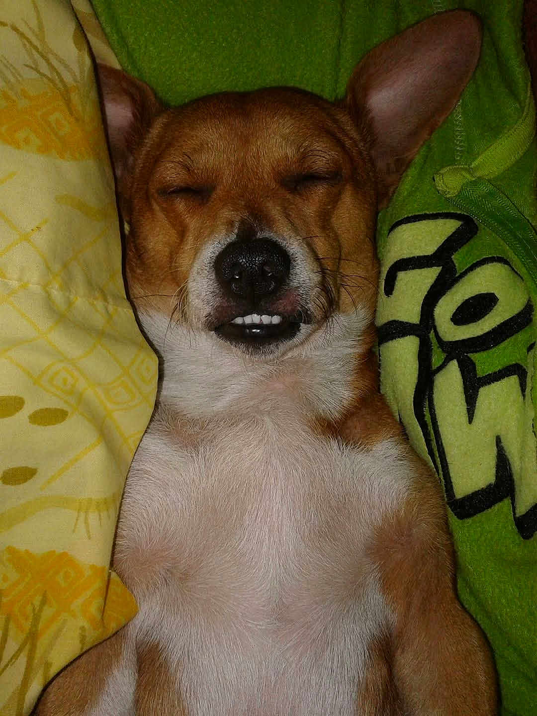 Wilber Langley joined the competition — help win amazing prizes! animal, blanket, brown, closeup, cozy, cute, dog, ears, fabric, fur, indoors, nostrils, pet, relaxed, resting, sleeping, snout, teeth, whiskers, white_fur