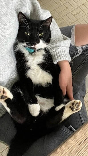 Rodéo participe au concours pour gagner de l'argent avec cette photo : black_cat, carnivore, cat, claw, comfort, domestic_short_haired_cat, felidae, foot, formal_wear, fur, human_leg, lap, monochrome_photography, paw, sitting, small_to_medium_sized_cats, suit, tail, thigh, whiskers