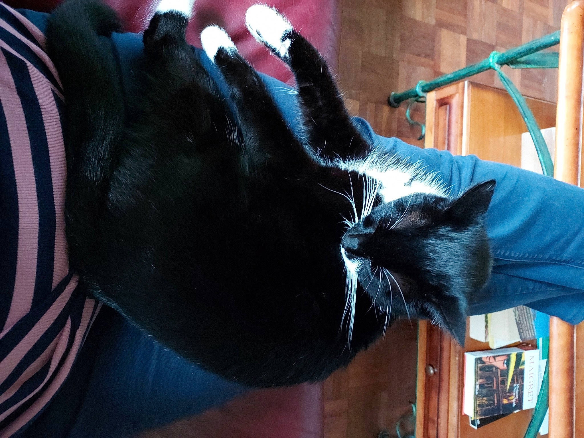 Rodéo a rejoint le concours — aidez-le/la à gagner de superbes lots ! black_cat, bombay, carnivore, cat, claw, comfort, domestic_short_haired_cat, ear, felidae, fur, gesture, mammal, small_to_medium_sized_cats, snout, sunglasses, tail, tree, vertebrate, whiskers, window