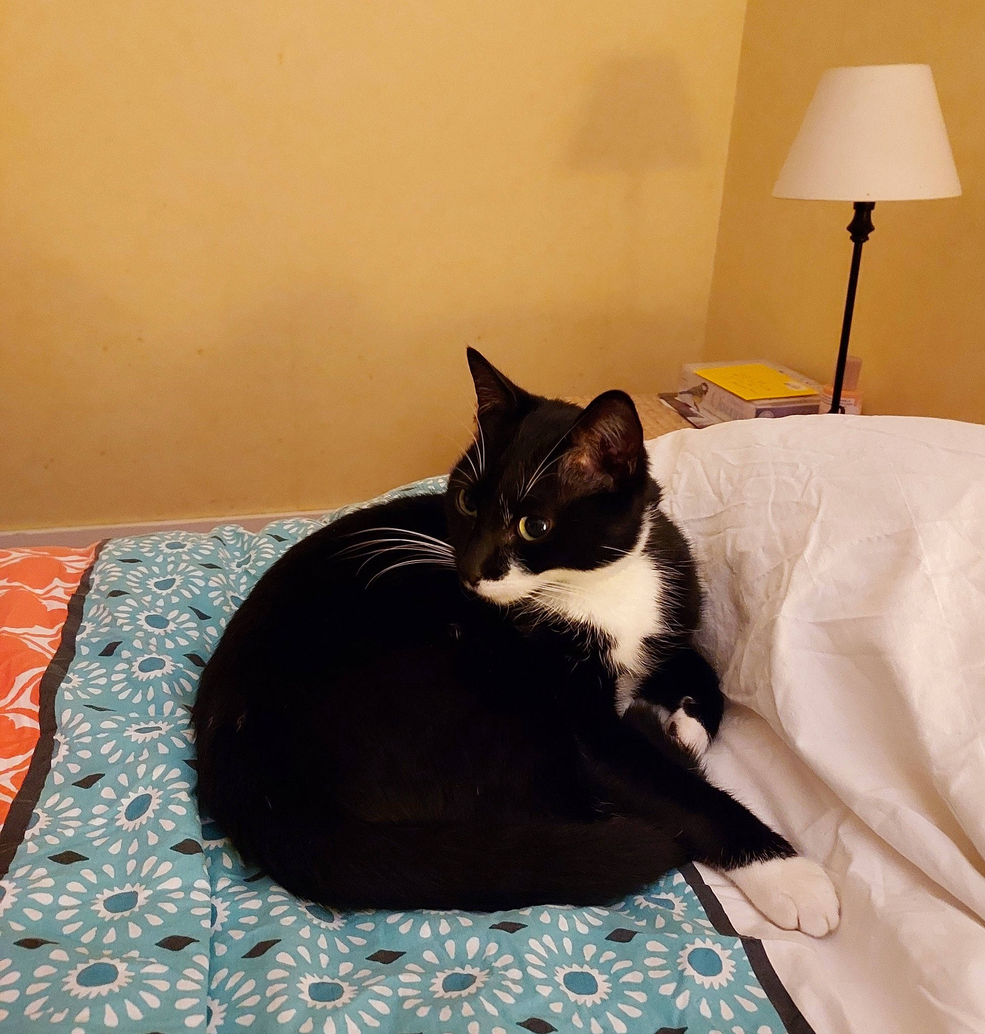 Rodéo participe au concours pour gagner de l'argent avec cette photo : bed, bed_sheet, bedding, carnivore, cat, cat_supply, comfort, domestic_short_haired_cat, felidae, flooring, fur, hardwood, lamp, linens, room, small_to_medium_sized_cats, tail, whiskers, window, wood