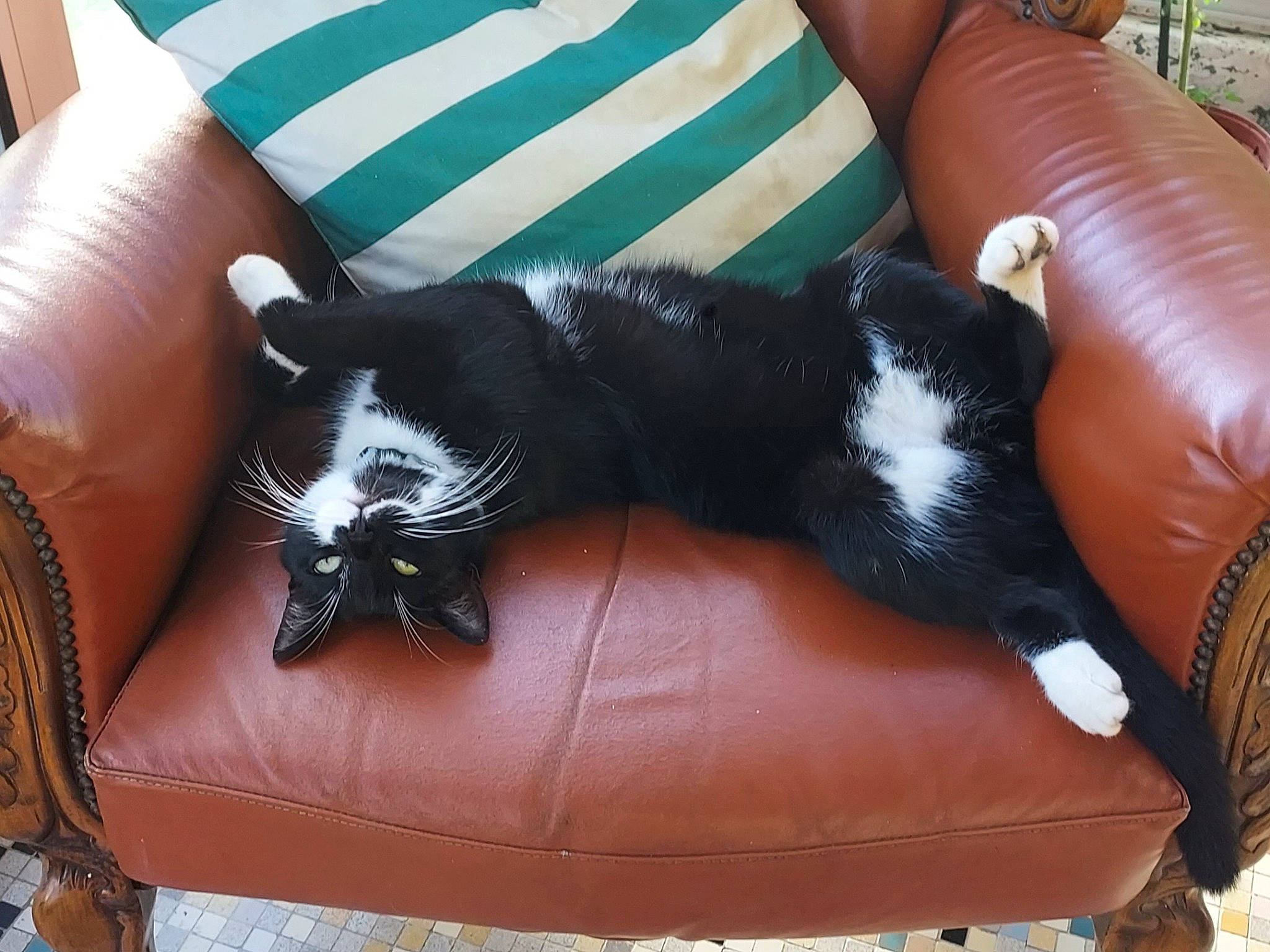 Rodéo participe au concours pour gagner de l'argent avec cette photo : black, carnivore, cat, cat_supply, comfort, companion_dog, couch, domestic_short_haired_cat, felidae, fur, furniture, grass, lap, living_room, plant, room, small_to_medium_sized_cats, tail, terrestrial_animal, whiskers