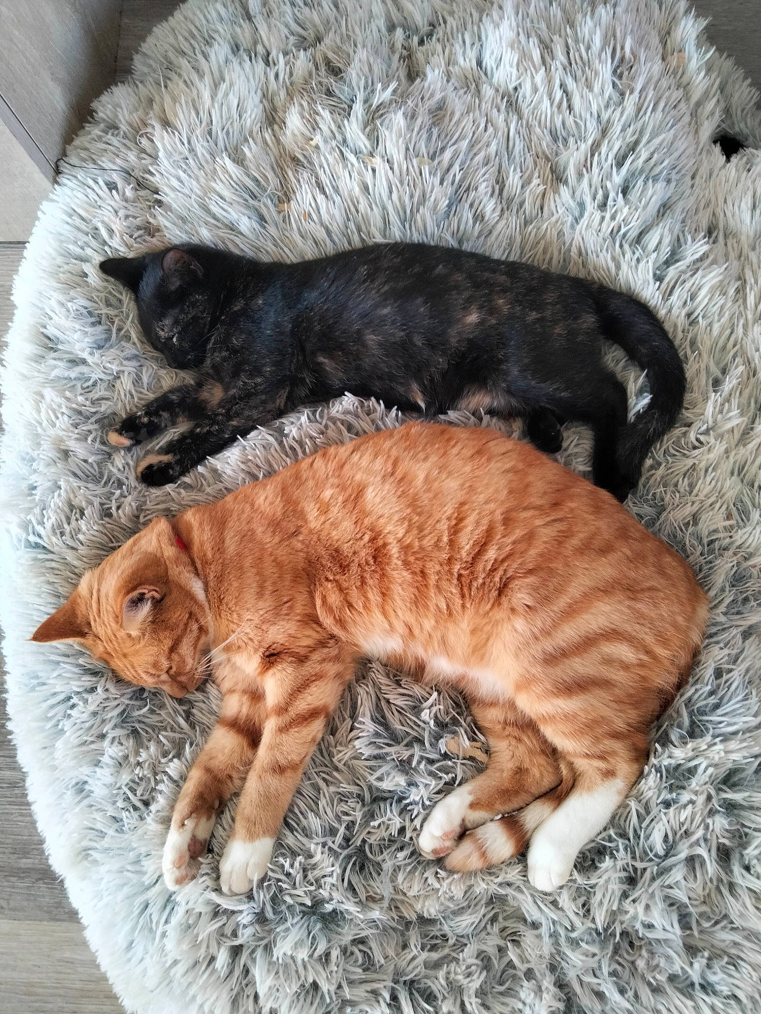 Frileuse a rejoint le concours — aidez-le/la à gagner de superbes lots ! carnivore, cat, cat_bed, claw, comfort, domestic_short_haired_cat, fawn, felidae, foot, fur, nap, paw, sleep, small_to_medium_sized_cats, snout, tail, terrestrial_animal, whiskers, wood