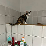 Amaya participe au concours pour gagner de l'argent avec cette photo : animal, bathroom, calico_cat, cat, clean, container, corner, countertop, curious, domestic, haircare_products, indoor, lid, perched, personal_care, pet, skincare_products, tiles, wall, white_tiles