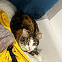 animal, blue_pillow, calico, cat, closeup, cozy, curious, domestic_cat, ears, eyes, fabric, feline, fur, indoor, pet, relaxed, resting, whiskers, white_surface, yellow_cloth