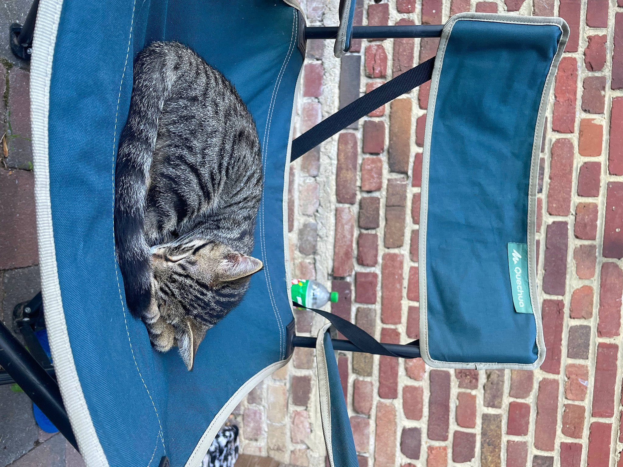 Tina participe au concours pour gagner de l'argent avec cette photo : art, automotive_tire, azure, bag, blue, brick, brickwork, carnivore, denim, electric_blue, felidae, grey, linens, pattern, rectangle, sleeve, small_to_medium_sized_cats, textile, vehicle_door, wood