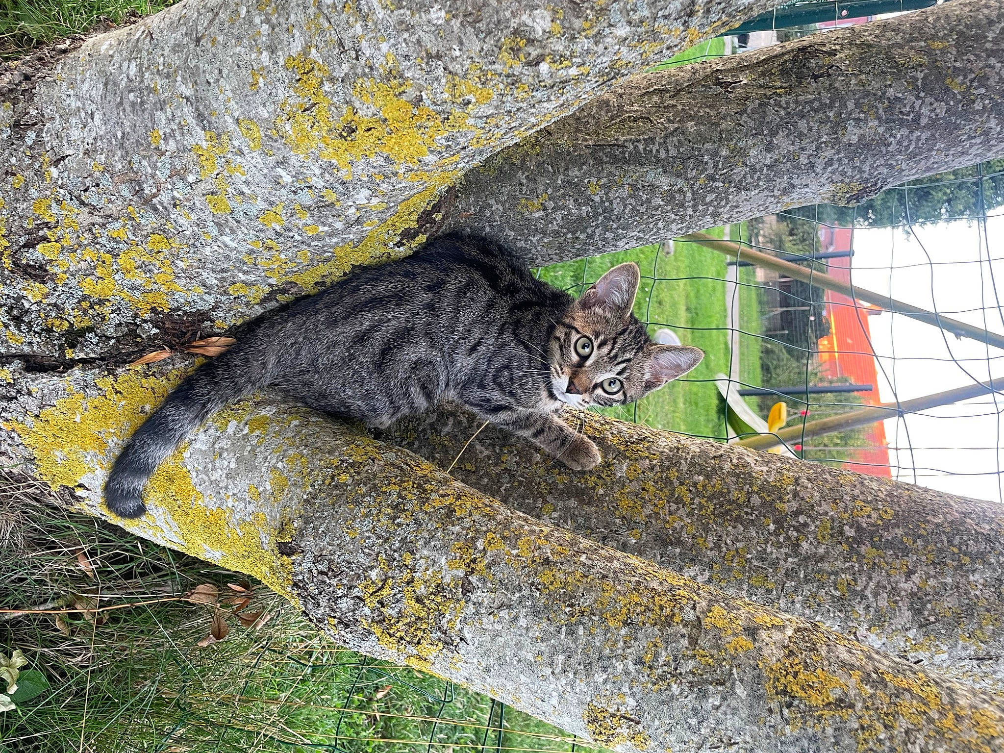 Tina a rejoint le concours — aidez-le/la à gagner de superbes lots ! bedrock, carnivore, cat, domestic_short_haired_cat, felidae, grass, groundcover, leaf, plant, road_surface, rock, small_to_medium_sized_cats, tail, terrestrial_animal, tree, trunk, twig, wall, whiskers, wood