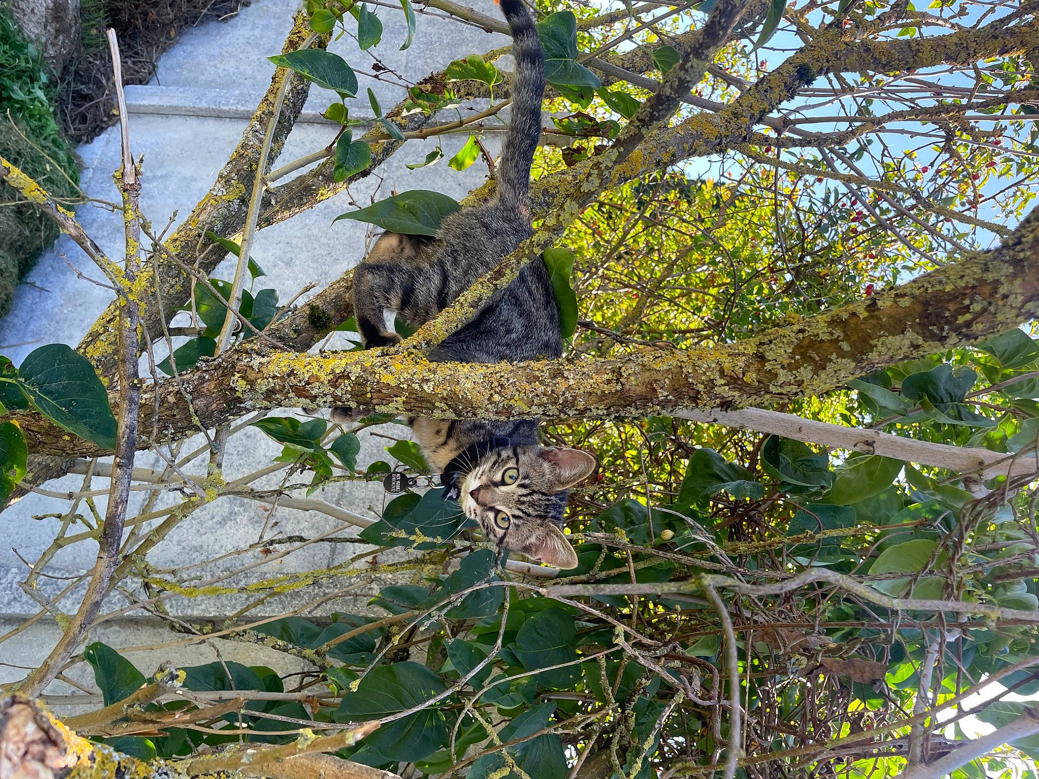 Tina a rejoint le concours — aidez-le/la à gagner de superbes lots ! birch_family, camouflage, jungle, leopard, northern_hardwood_forest, pattern, plant, reptile, terrestrial_animal, terrestrial_plant, tree, trunk, twig, water, wetland, wildlife, wood