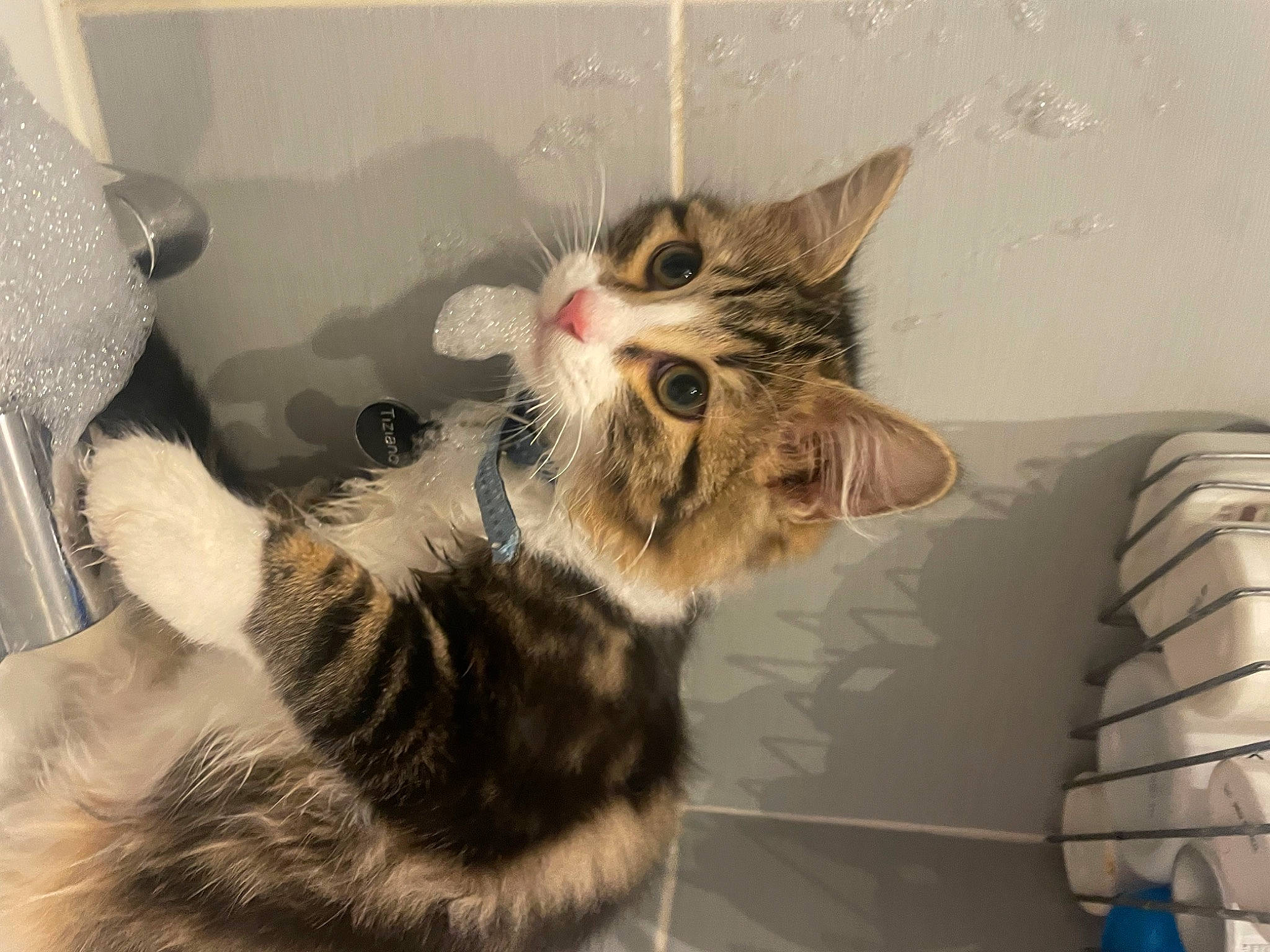 Tiziano participe au concours pour gagner de l'argent avec cette photo : cardboard, carnivore, cat, claw, comfort, domestic_short_haired_cat, drawer, felidae, fur, paw, room, small_to_medium_sized_cats, snout, tail, whiskers