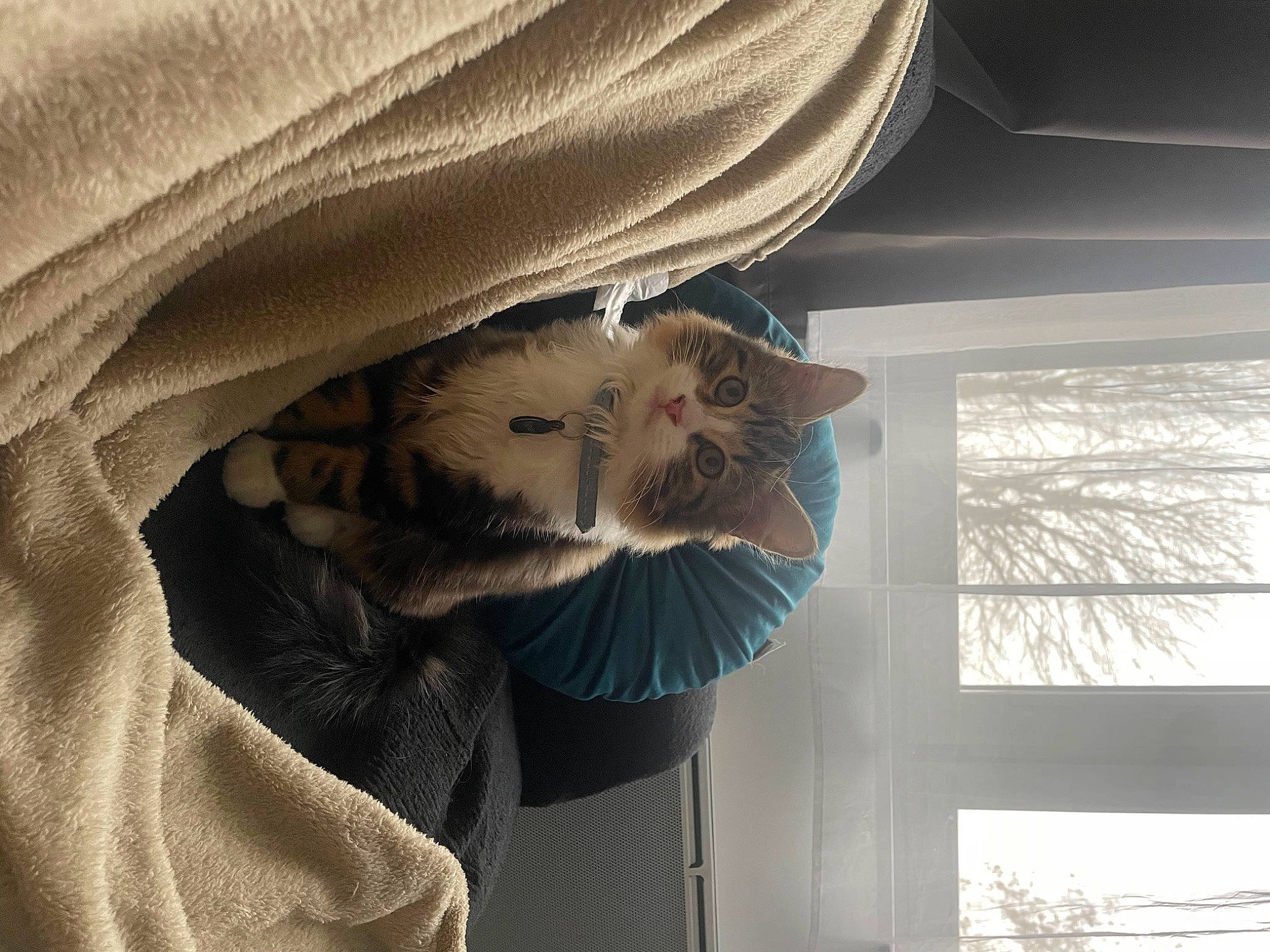 Tiziano participe au concours pour gagner de l'argent avec cette photo : beard, carnivore, cat, comfort, domestic_short_haired_cat, fawn, felidae, fur, grey, mammal, sleeve, small_to_medium_sized_cats, tail, textile, tints_and_shades, tree, vertebrate, whiskers, window, wood