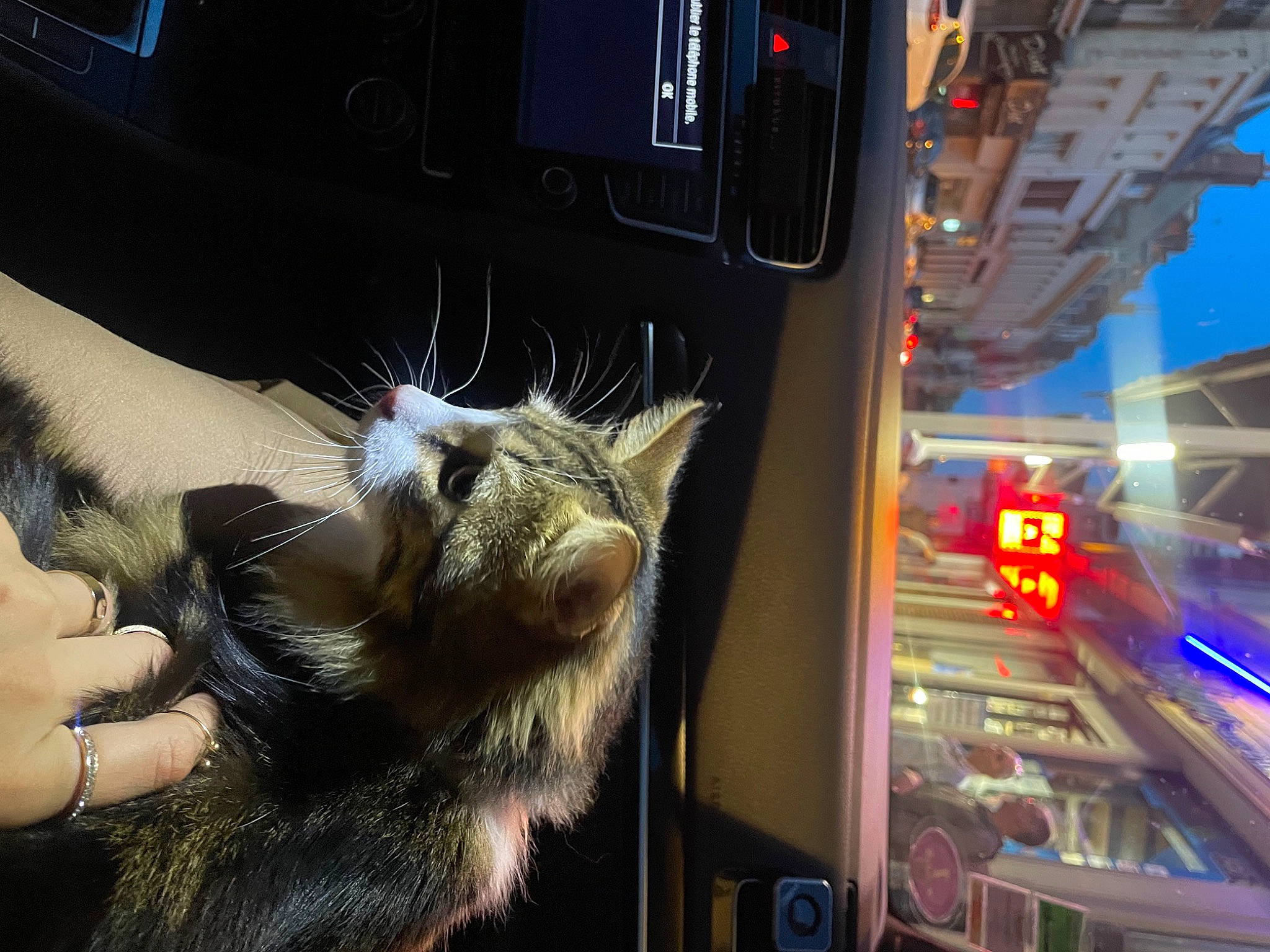 Tiziano a rejoint le concours — aidez-le/la à gagner de superbes lots ! automotive_lighting, canidae, carnivore, cat, claw, domestic_short_haired_cat, felidae, fur, gesture, machine, night, paw, small_to_medium_sized_cats, snout, tail, whiskers