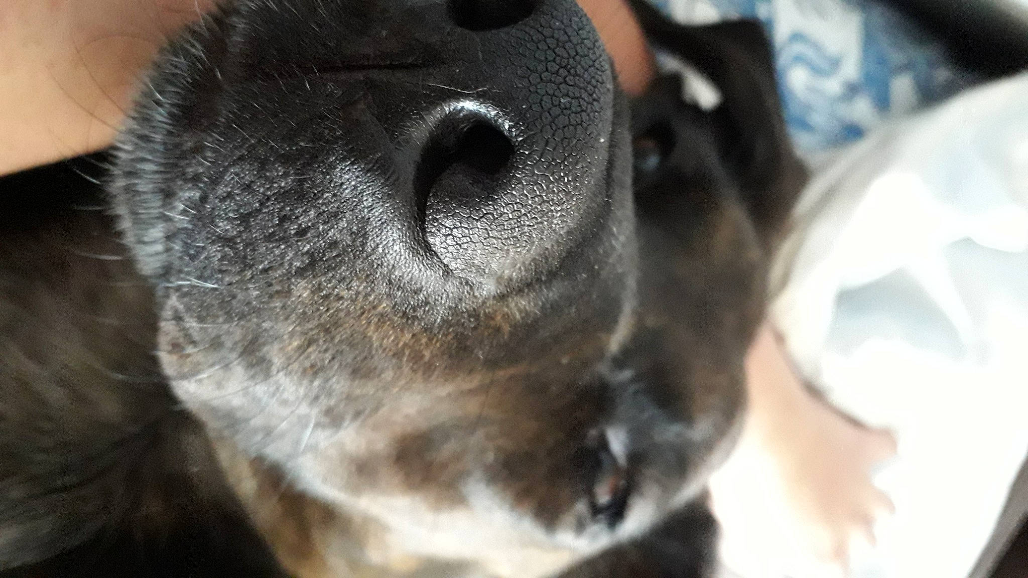 Ban participe au concours pour gagner de l'argent avec cette photo : canidae, carnivore, close_up, collar, companion_dog, dog, dog_breed, fawn, non_sporting_group, skin, snout, sporting_group, whiskers, working_animal, working_dog