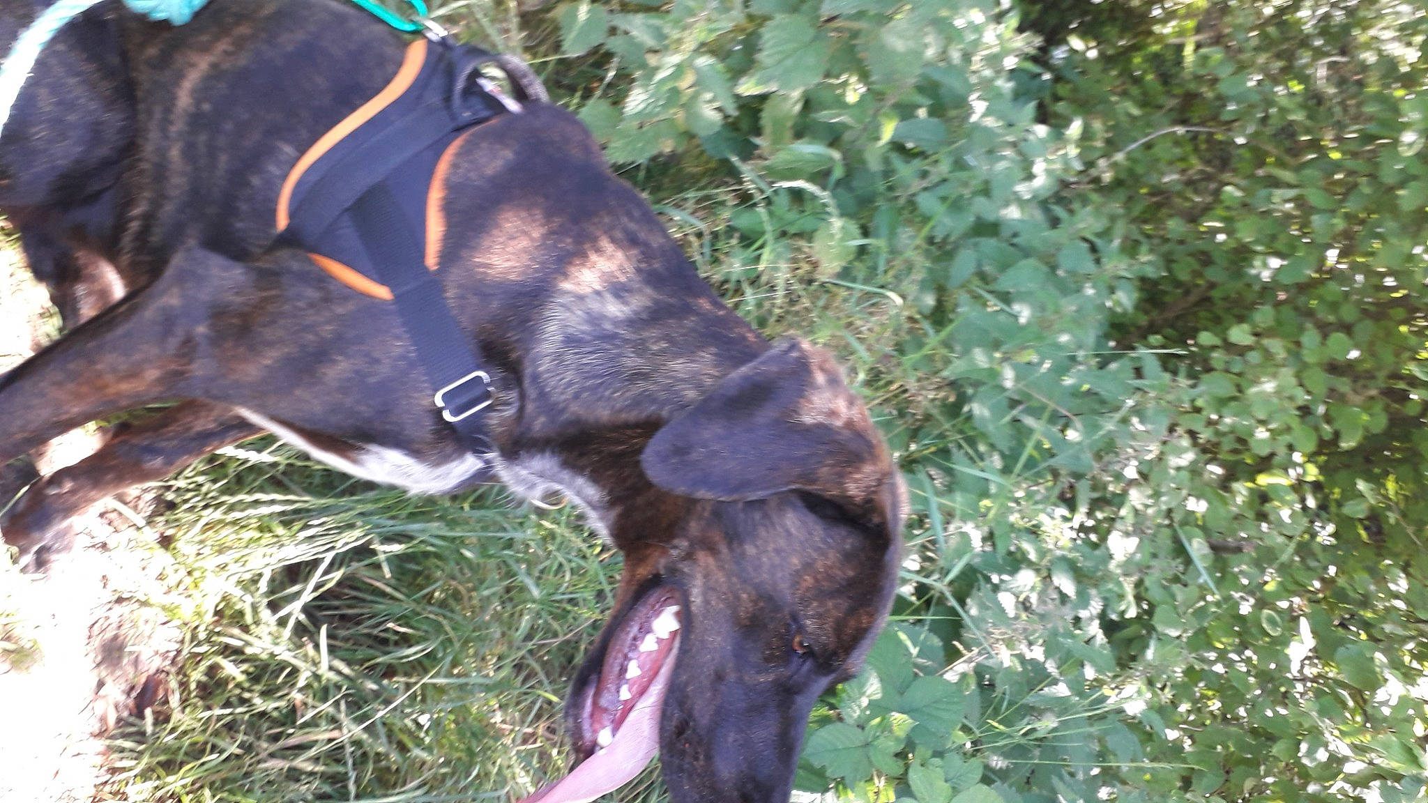 Ban a rejoint le concours — aidez-le/la à gagner de superbes lots ! bovine, bridle, collar, dog_breed, dog_collar, groundcover, horse_supplies, jungle, leash, liver, pack_animal, perennial_plant, pet_supply, plant_community, shrub, snout, subshrub, terrestrial_animal, wildlife, working_animal