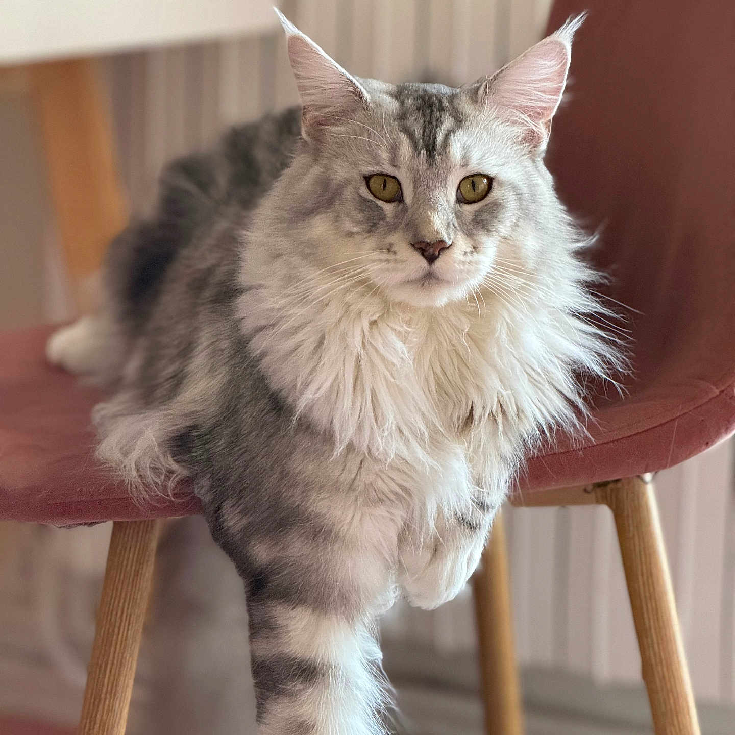 Paco a rejoint le concours — aidez-le/la à gagner de superbes lots ! abyssinian, angora, animal, armchair, barstool, cat, chair, furniture, hardwood, kitten, manx, pet, plywood, siamese, wood