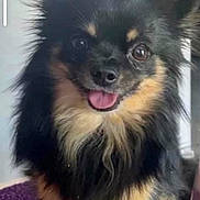 Billy a rejoint le concours — aidez-le/la à gagner de superbes lots ! dog, small_dog, fluffy, black_and_tan, long_hair, pointy_ears, open_mouth, tongue_out, happy, cute, portrait, close_up, sitting, indoor, purple_blanket, pet, companion_animal, fur, camera_facing, adorable
